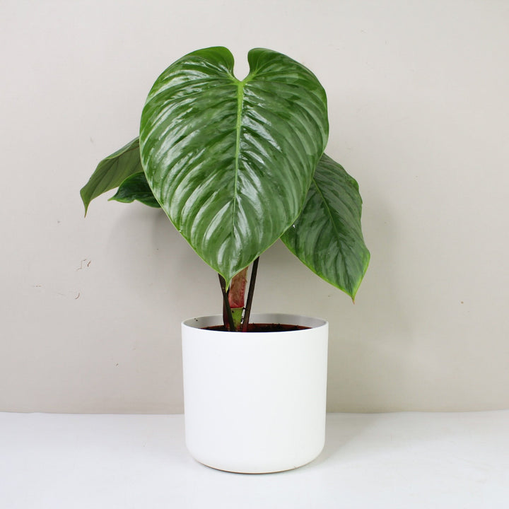 Philodendron Sodiroi M / Topf weiß Foliage Dreams