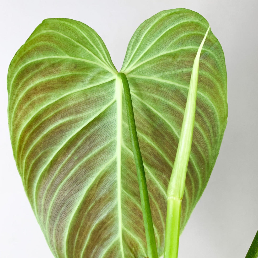 Philodendron Splendid L Foliage Dreams