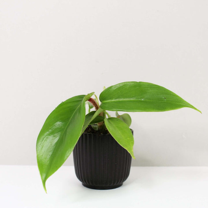 Philodendron Squamiferum Young Plant Foliage Dreams