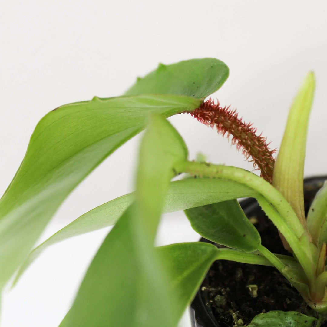 Philodendron Squamiferum Young Plant Foliage Dreams