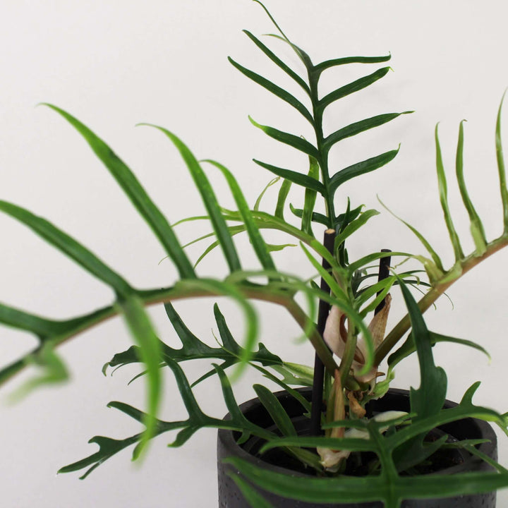 Philodendron Tortum Foliage Dreams