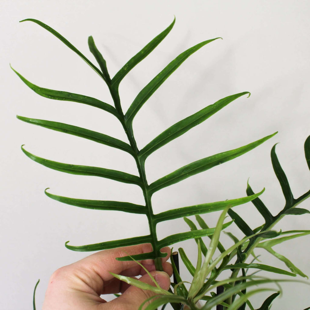Philodendron Tortum Foliage Dreams