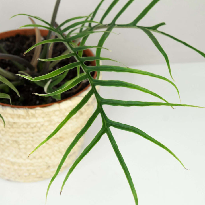 Philodendron Tortum Foliage Dreams