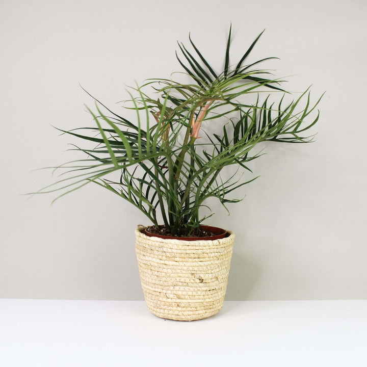 Philodendron Tortum L Foliage Dreams