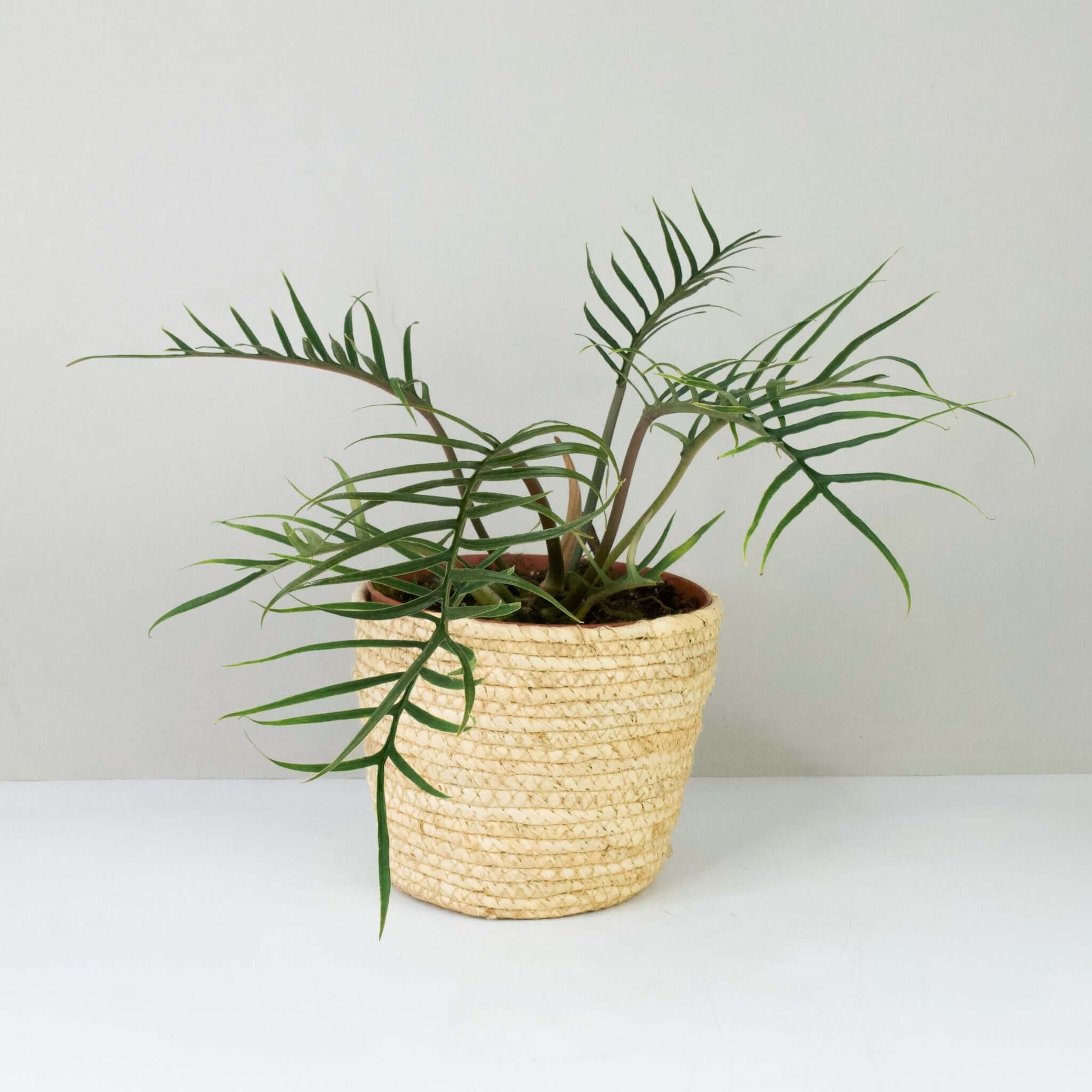 Philodendron Tortum – Foliage Dreams