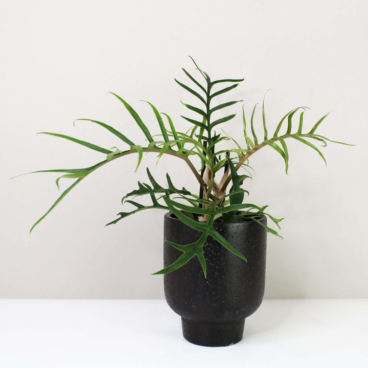 Philodendron Tortum S Foliage Dreams