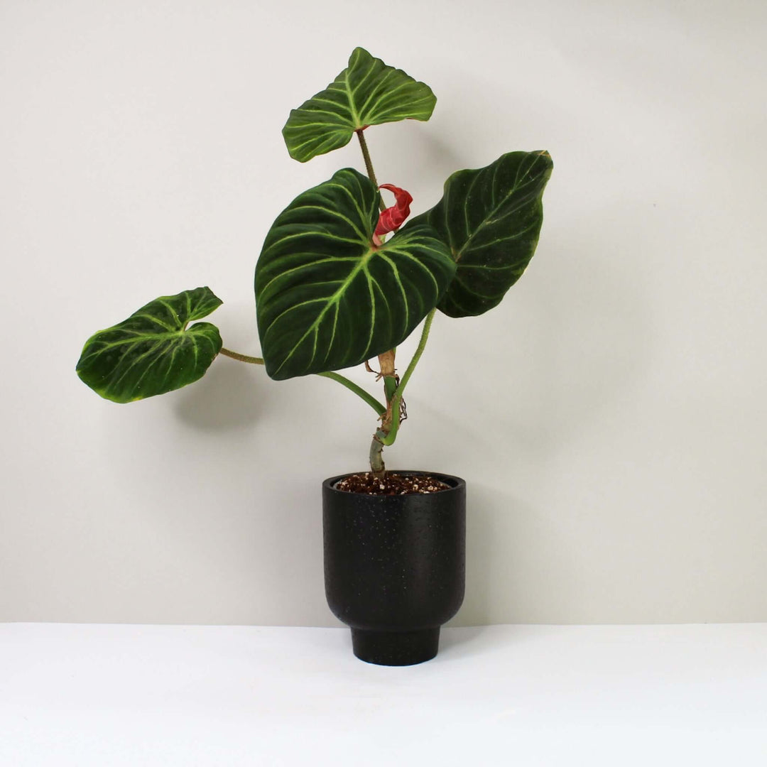 Philodendron Verrucosum 'Amazon Sunset' A1 - Small/M Foliage Dreams