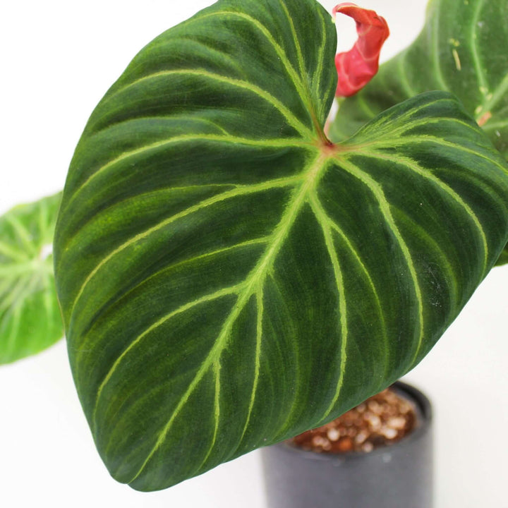 Philodendron Verrucosum 'Amazon Sunset' A1 - Small/M Foliage Dreams