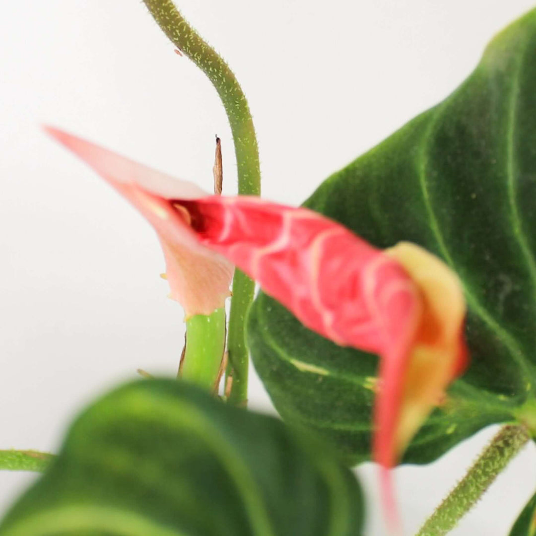 Philodendron Verrucosum 'Amazon Sunset' A1 - Small/M Foliage Dreams