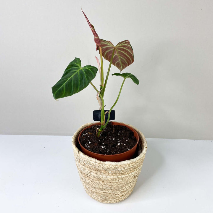 Philodendron Verrucosum 'Amazon Sunset' A1 - Small/M Foliage Dreams