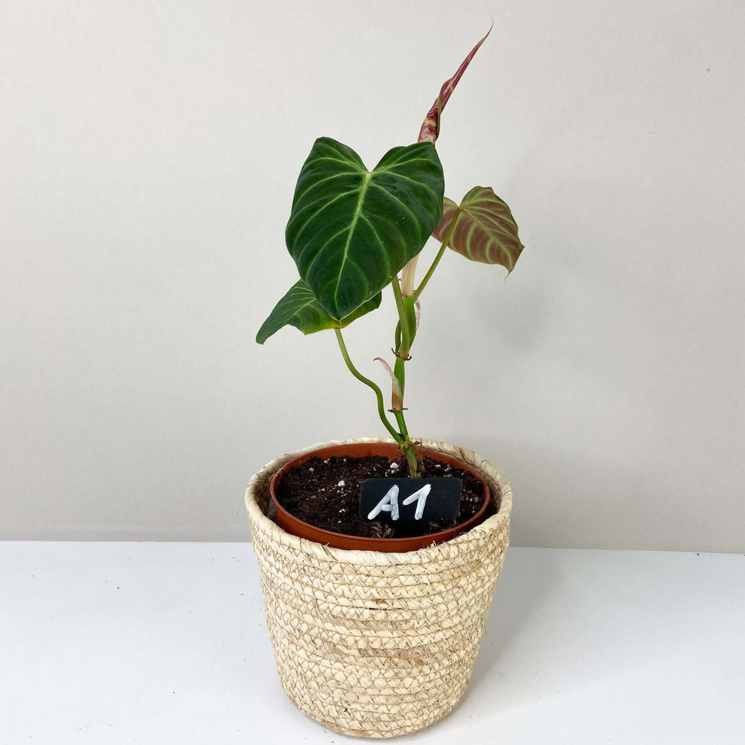 Philodendron Verrucosum 'Amazon Sunset' A1 - Small/M Foliage Dreams