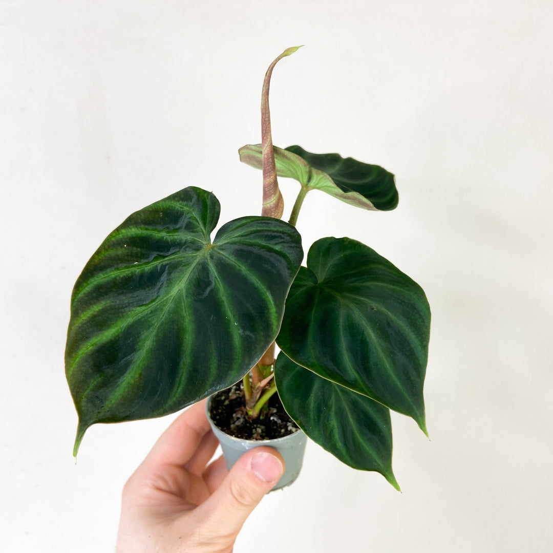 Philodendron Verrucosum Babypflanze Foliage Dreams