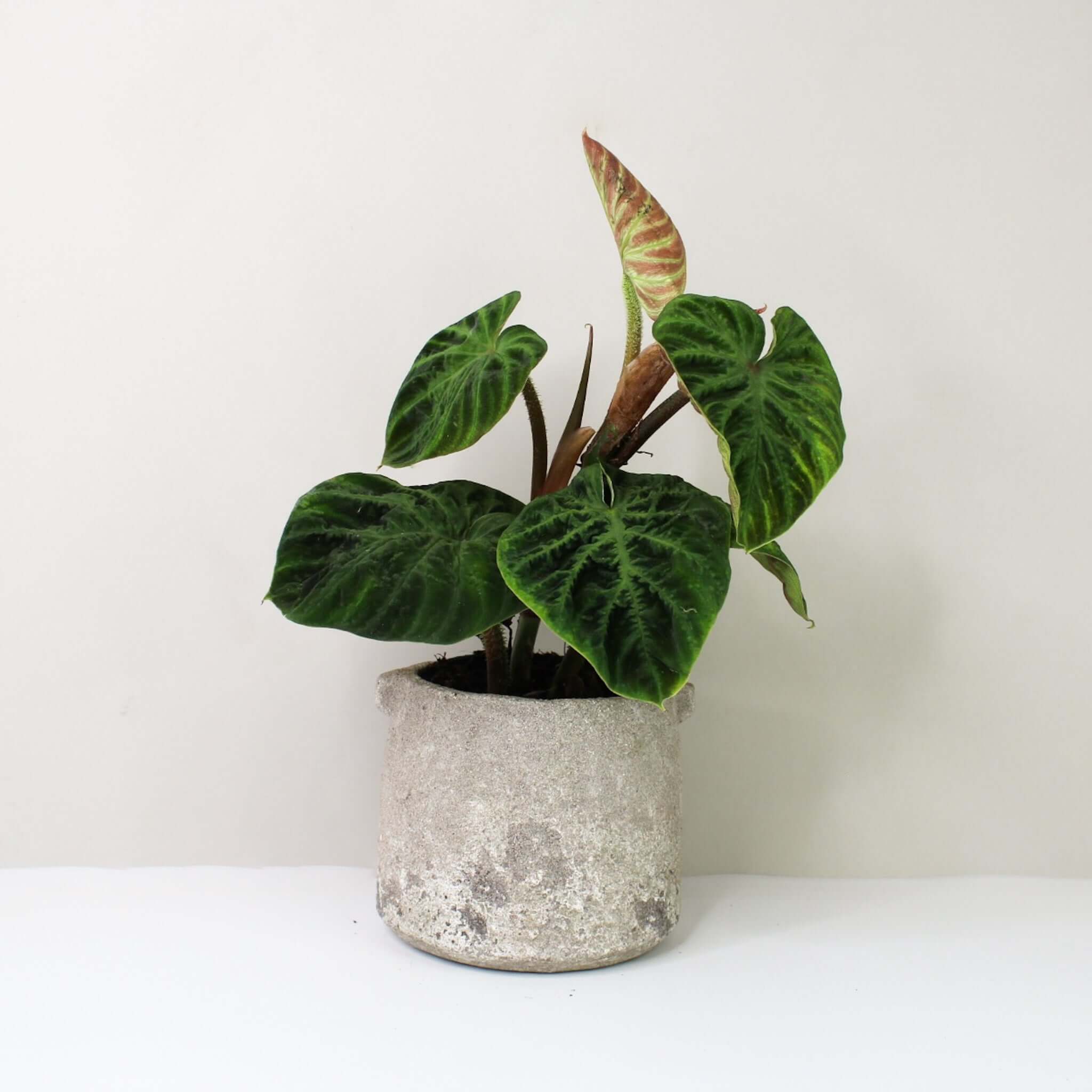 philodendron compacta Philodendron Verrucosum 'Compacta' – Foliage Dreams
