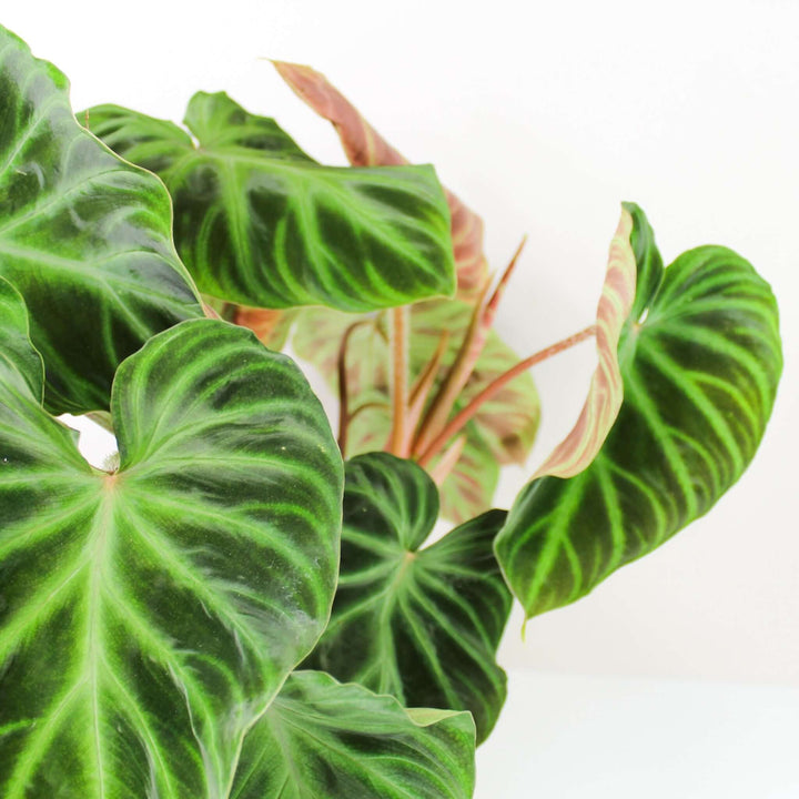 Philodendron Verrucosum Foliage Dreams