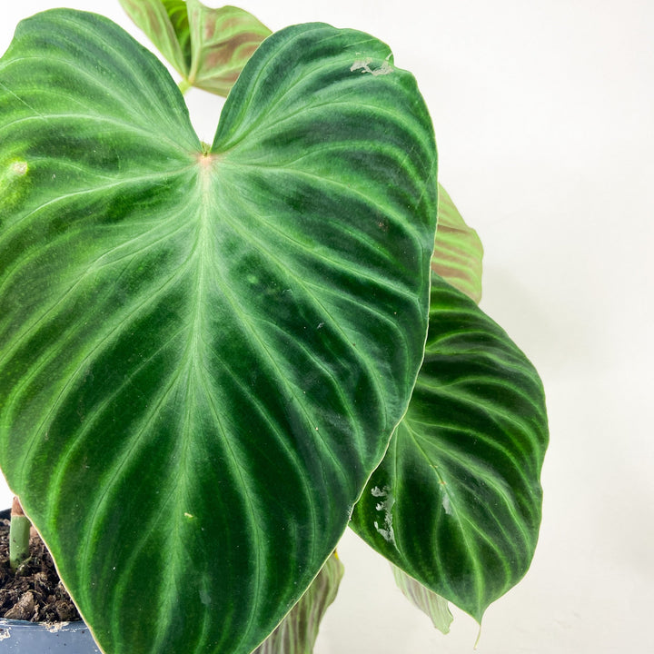 Philodendron Verrucosum Foliage Dreams