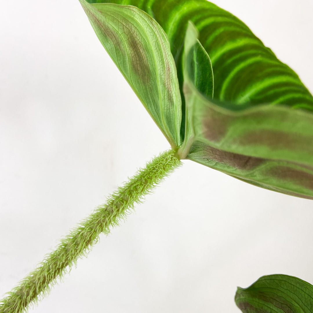 Philodendron Verrucosum Foliage Dreams