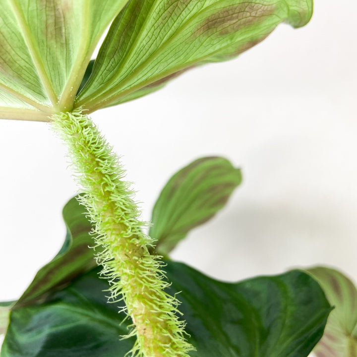 Philodendron Verrucosum Foliage Dreams