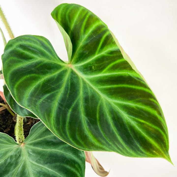 Philodendron Verrucosum Foliage Dreams