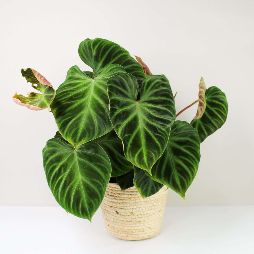 Philodendron Verrucosum L Foliage Dreams
