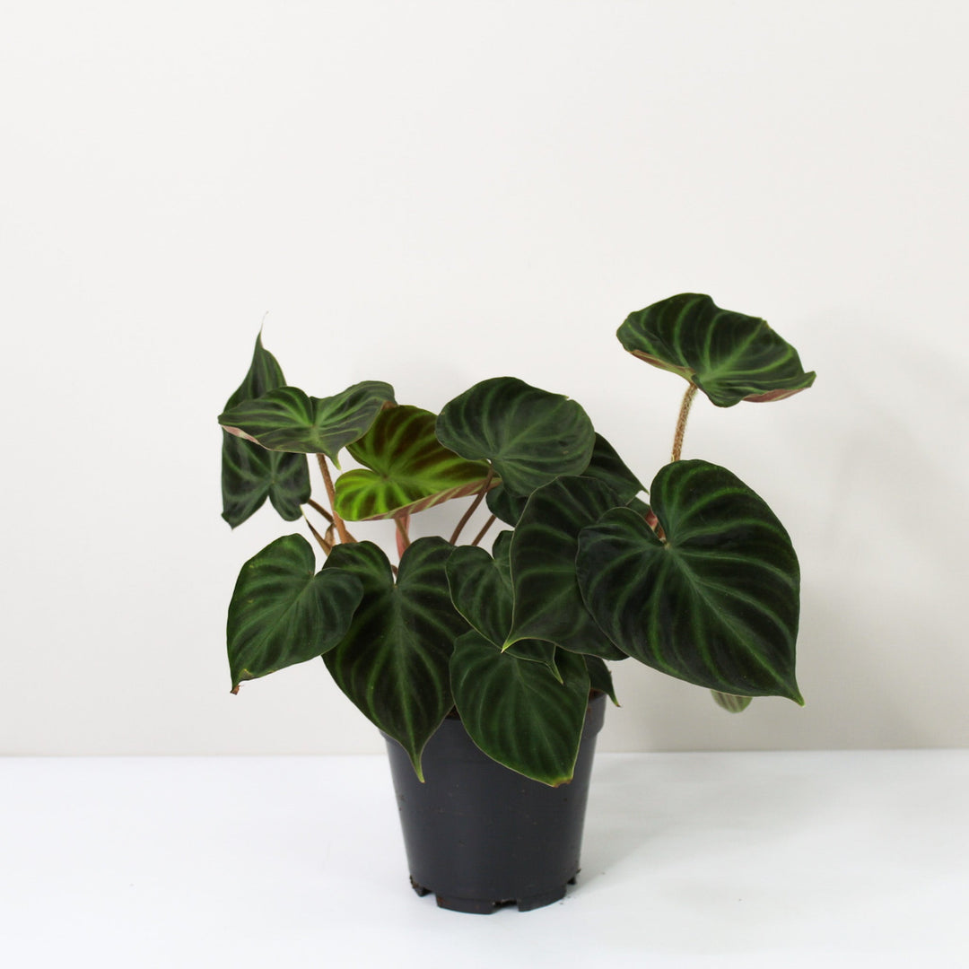 Philodendron Verrucosum Foliage Dreams