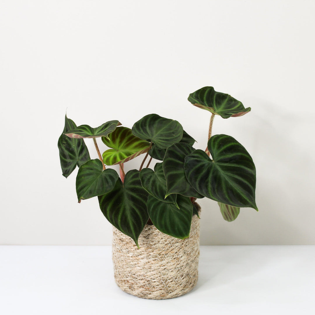 Philodendron Verrucosum L Foliage Dreams