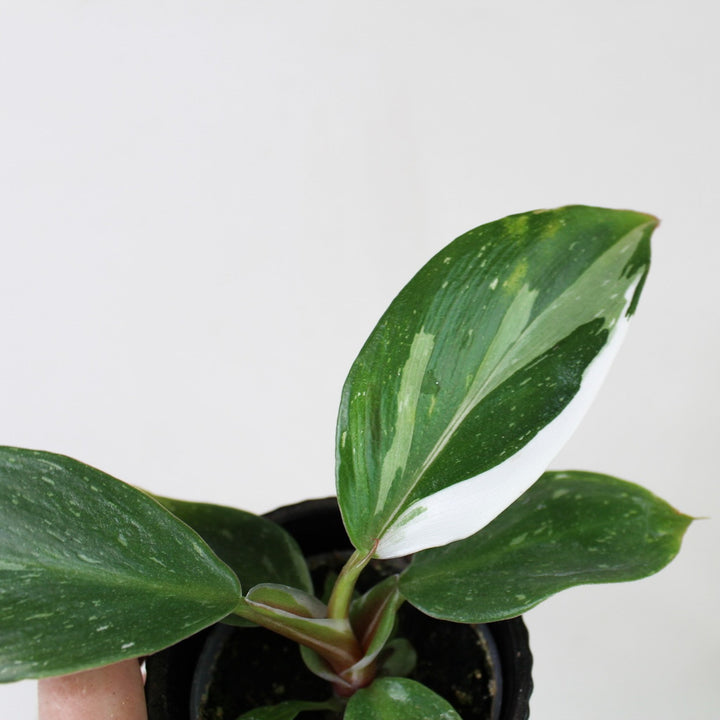 Philodendron White Knight - Babypflanze Foliage Dreams
