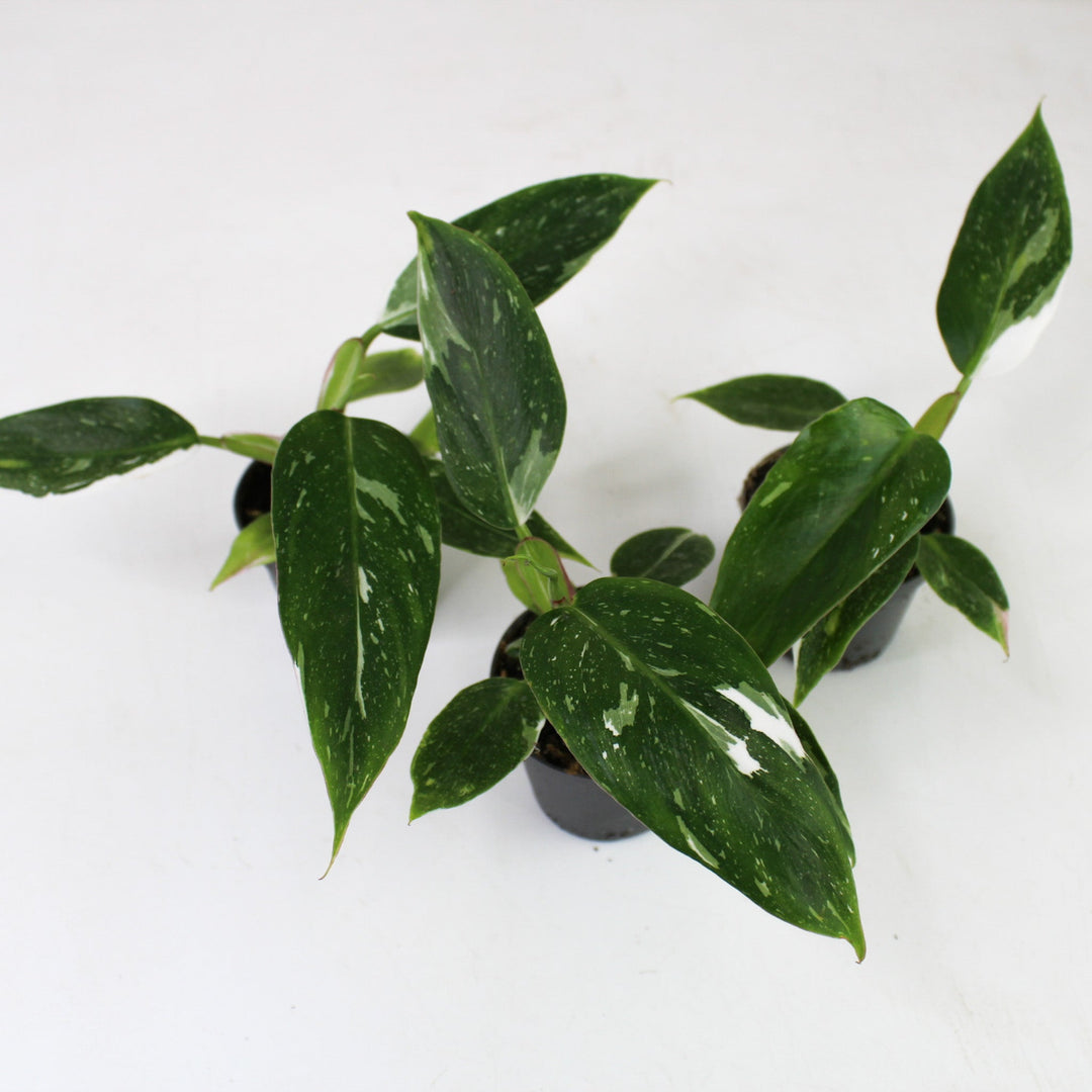 Philodendron White Princess - Babypflanze Foliage Dreams