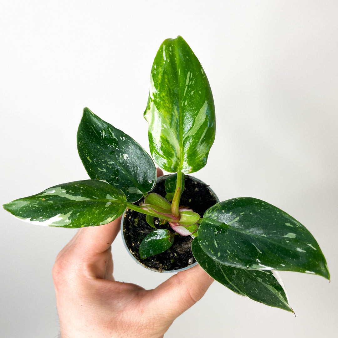 Philodendron White Princess - Babypflanze Foliage Dreams