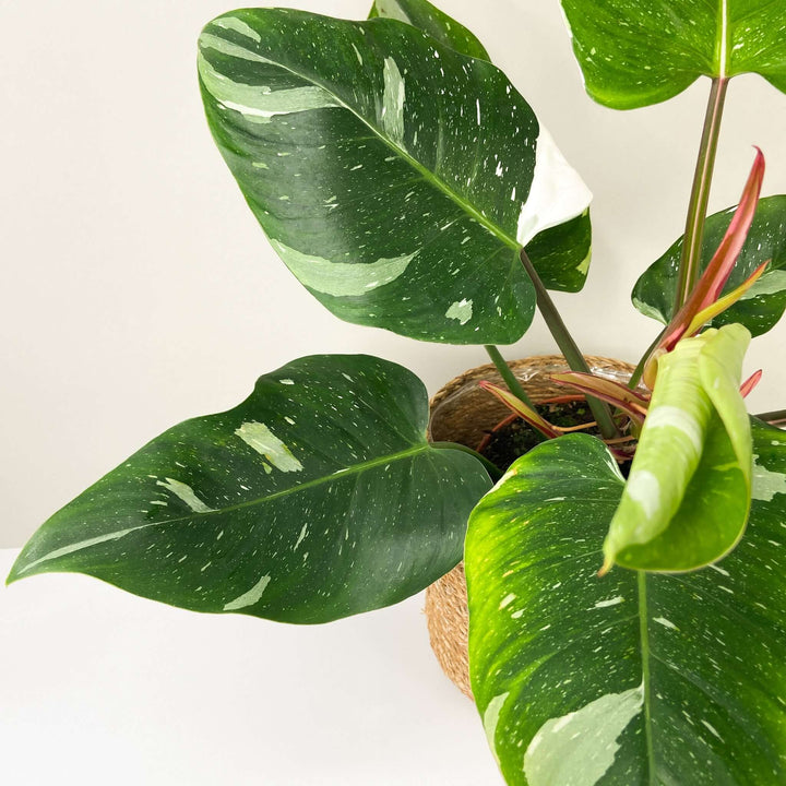 Philodendron White Princess Foliage Dreams