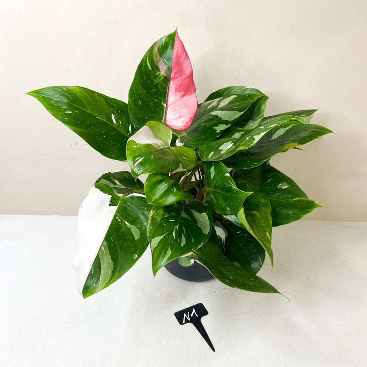 Philodendron White Princess 'Tricolor' N1 Foliage Dreams