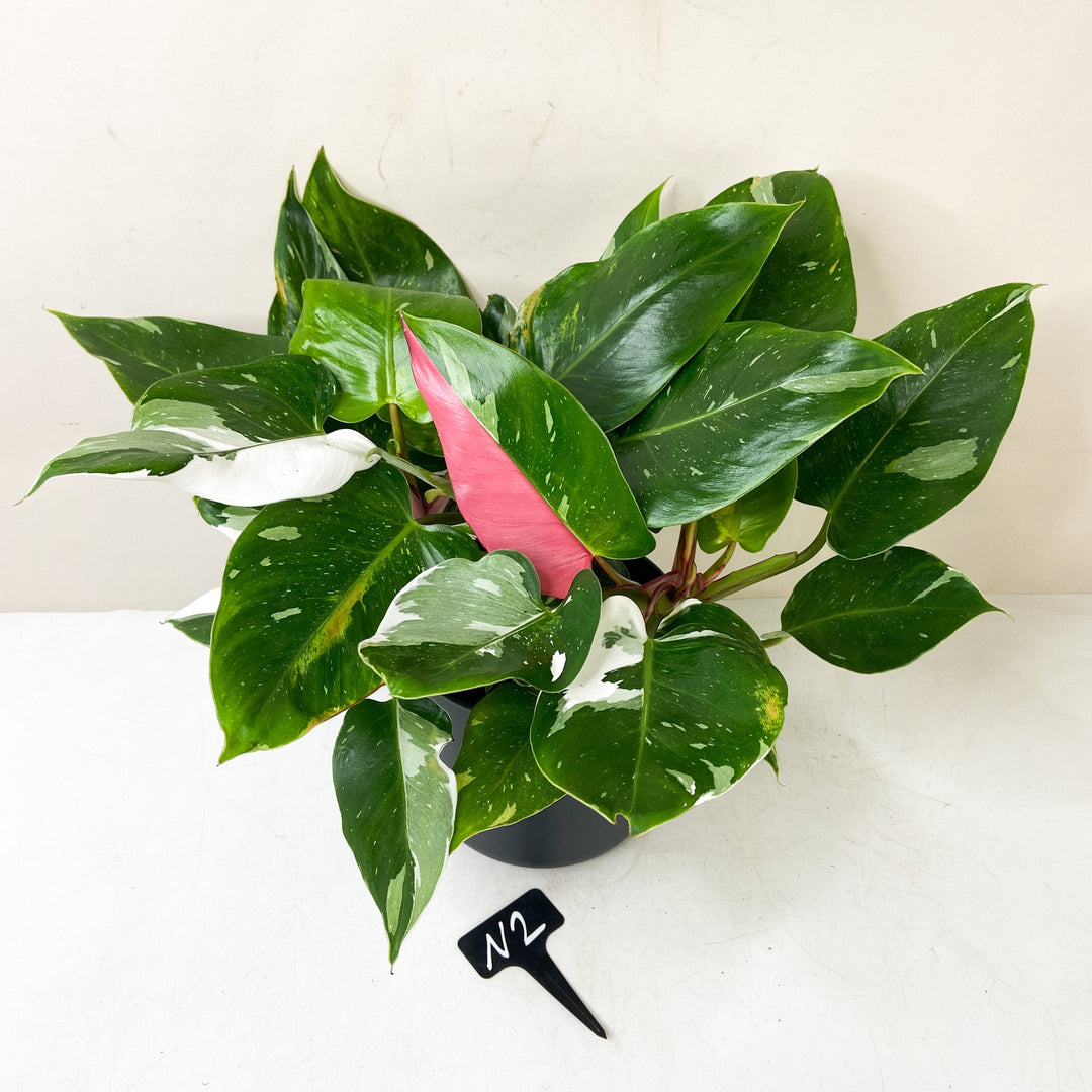 Philodendron White Princess 'Tricolor' N2 Foliage Dreams