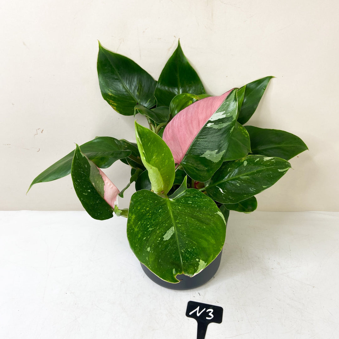 Philodendron White Princess 'Tricolor' N3 Foliage Dreams