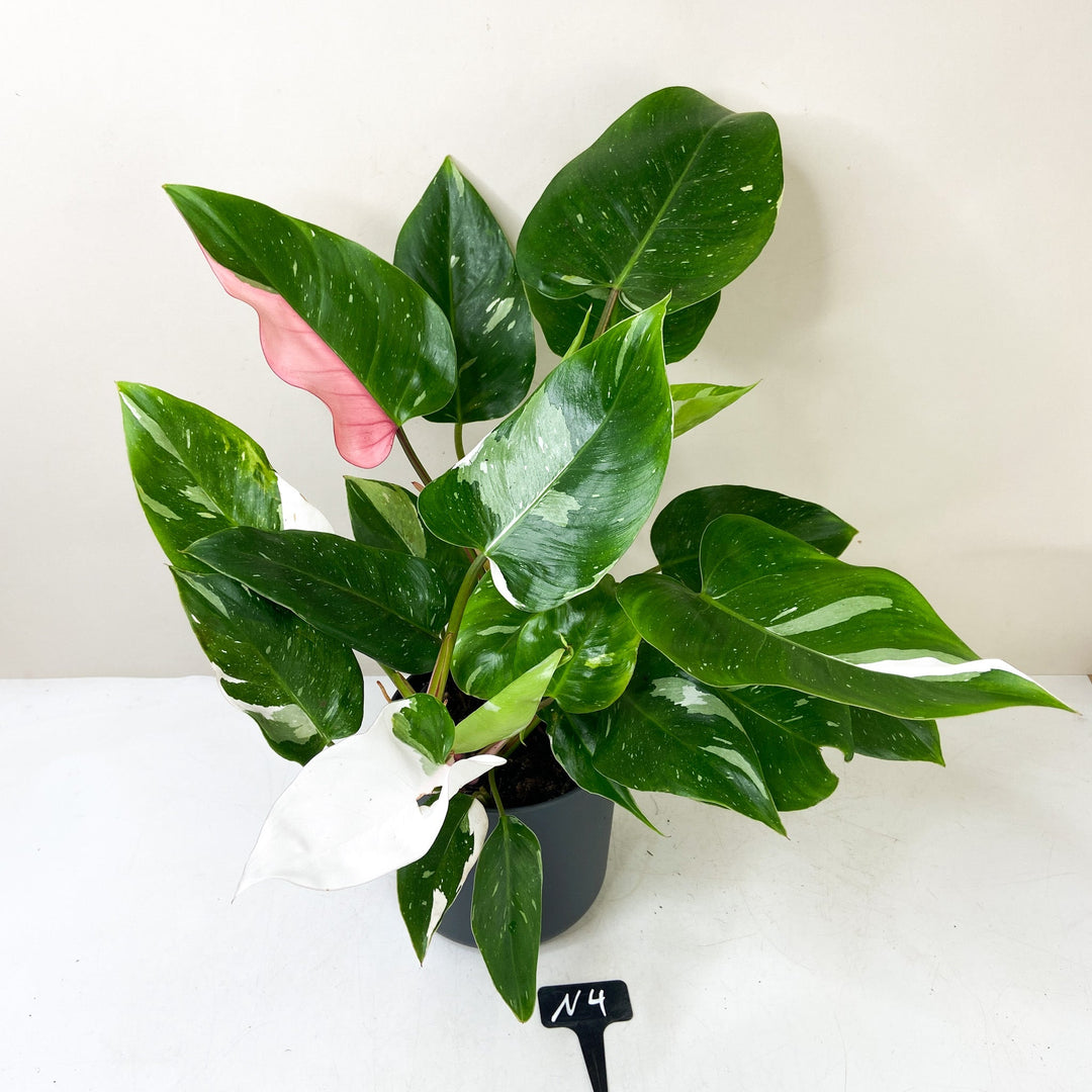Philodendron White Princess 'Tricolor' N4 Foliage Dreams