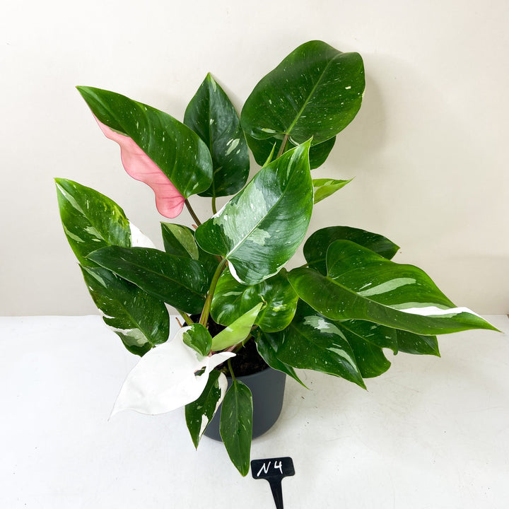 Philodendron White Princess 'Tricolor' N4 Foliage Dreams