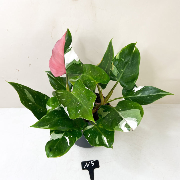Philodendron White Princess 'Tricolor' N5 Foliage Dreams