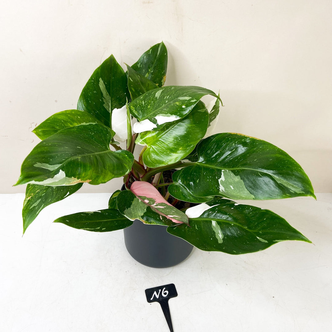 Philodendron White Princess 'Tricolor' N6 Foliage Dreams