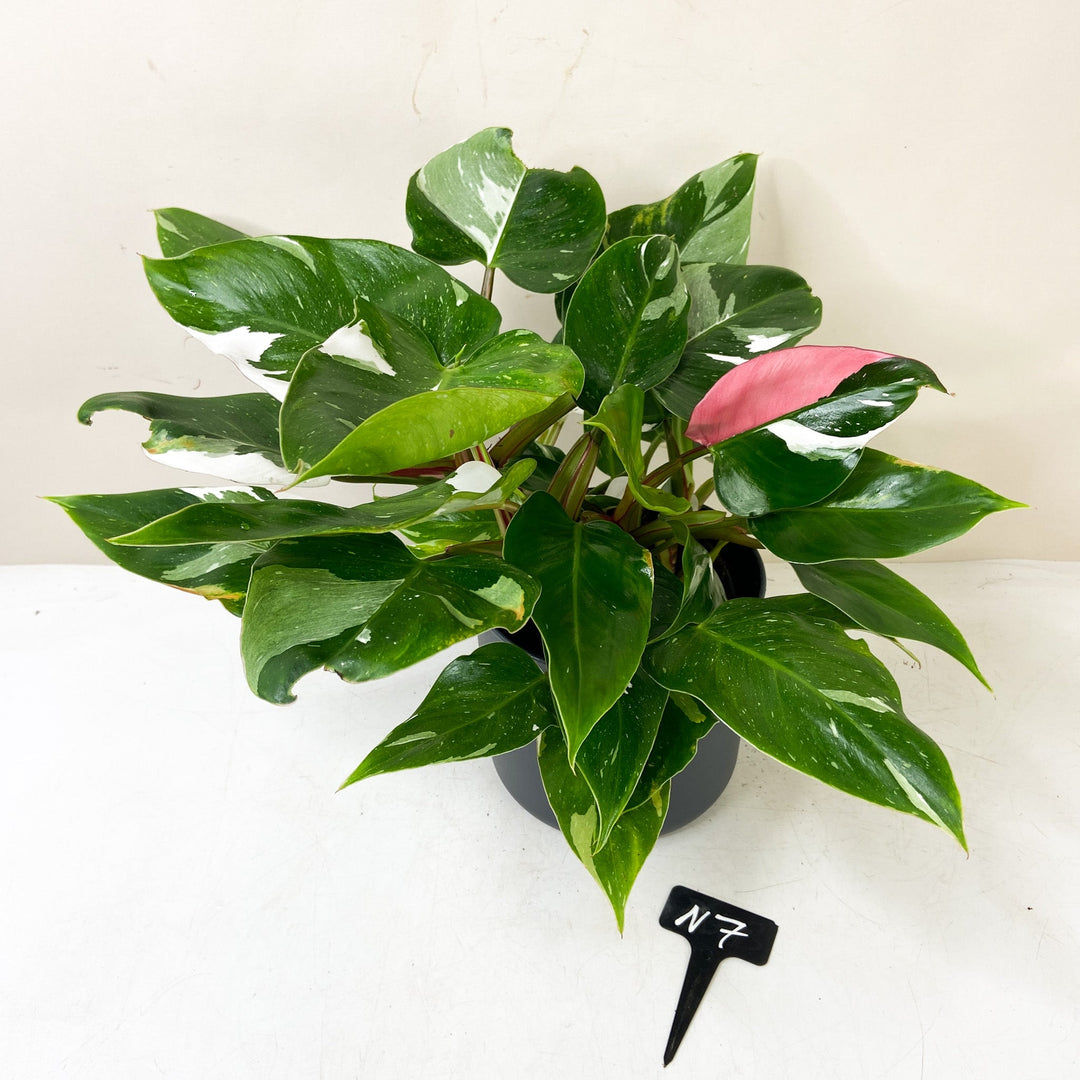 Philodendron White Princess 'Tricolor' N7 Foliage Dreams