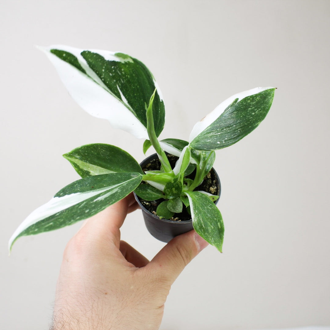 Philodendron White Wizard S Foliage Dreams