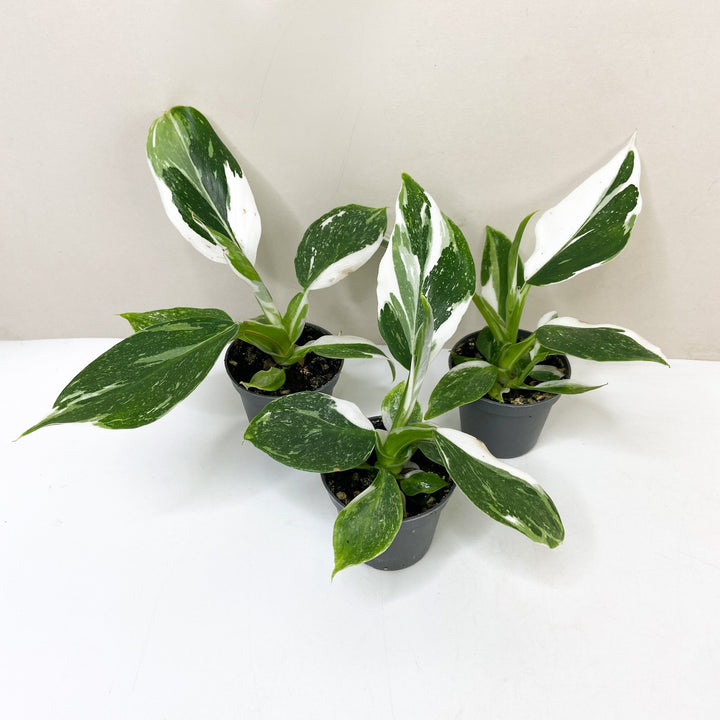 Philodendron White Wizard S Foliage Dreams