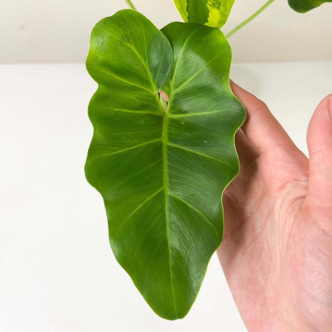 Philodendron Williamsii variegated Z1 Foliage Dreams