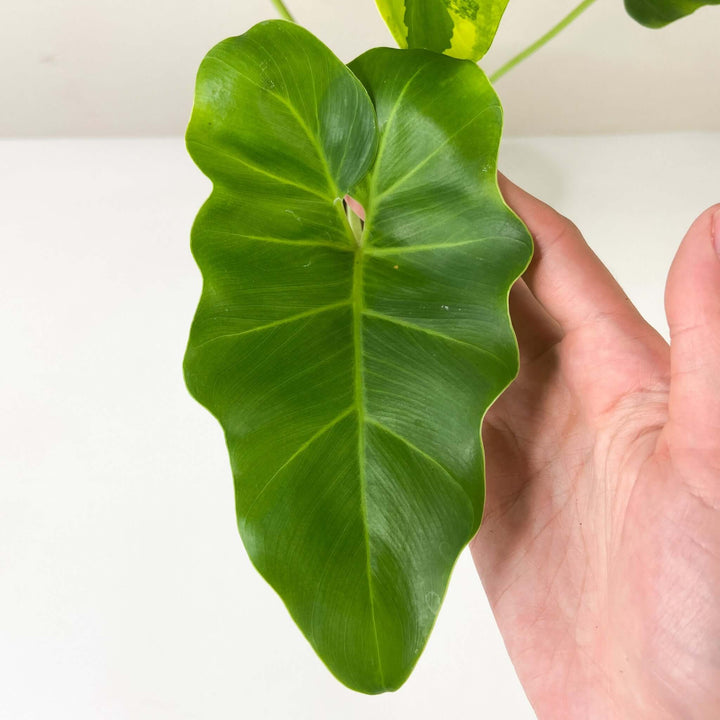 Philodendron Williamsii variegated Z1 Foliage Dreams