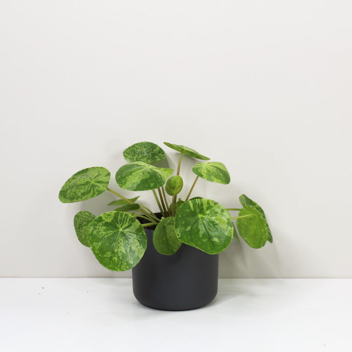 Pilea Peperomioides 'Mojito' Foliage Dreams
