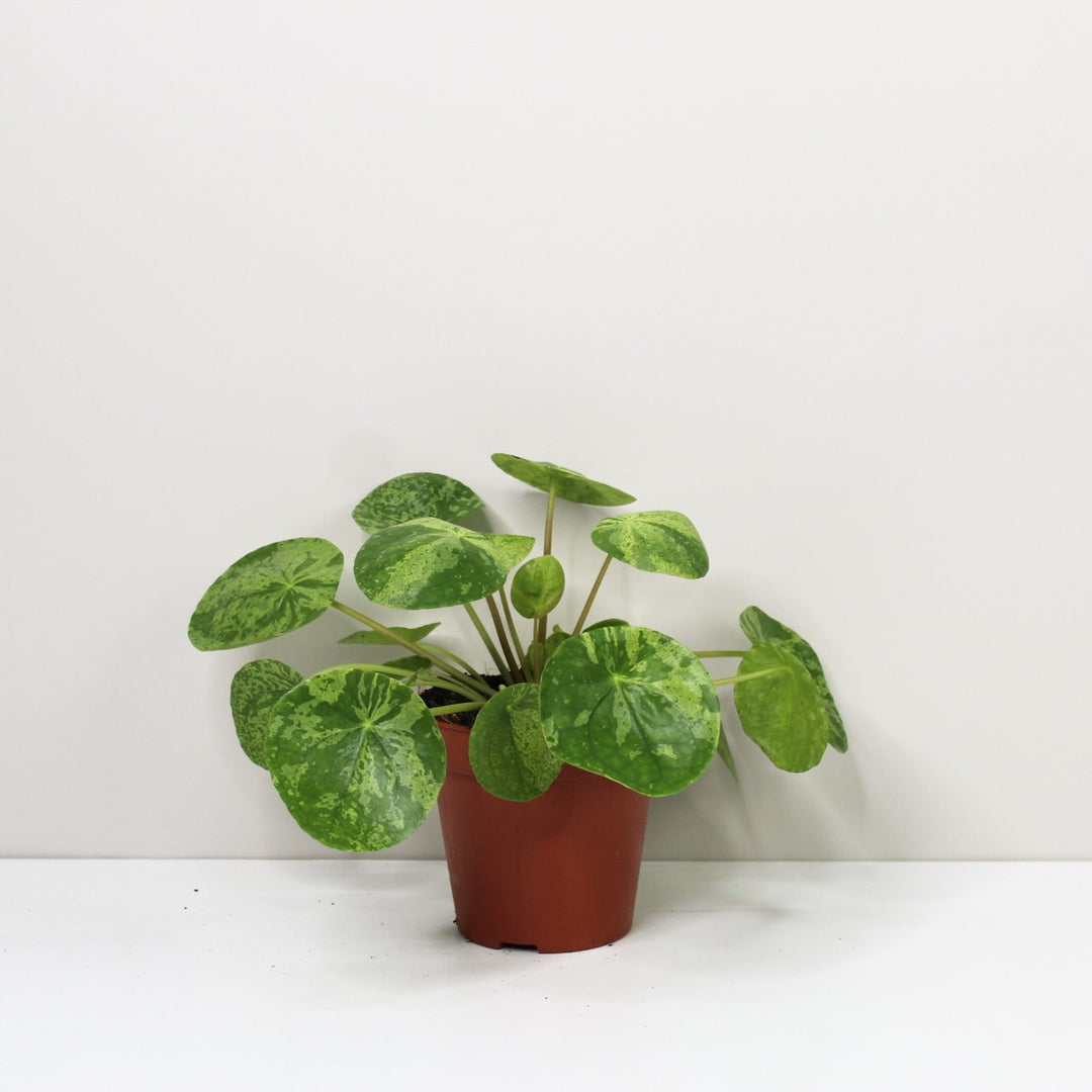 Pilea Peperomioides 'Mojito' Foliage Dreams
