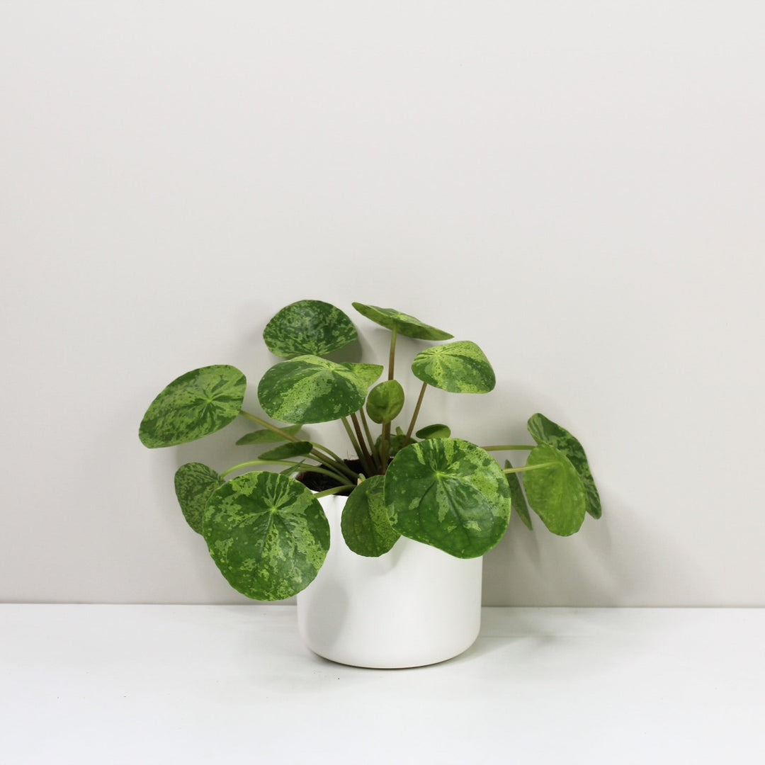 Pilea Peperomioides 'Mojito' Foliage Dreams