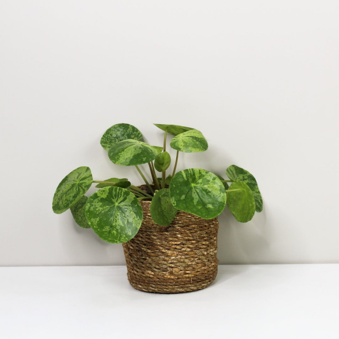 Pilea Peperomioides 'Mojito' Foliage Dreams