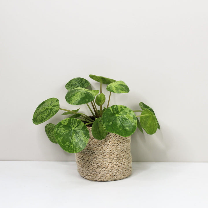 Pilea Peperomioides 'Mojito' Foliage Dreams