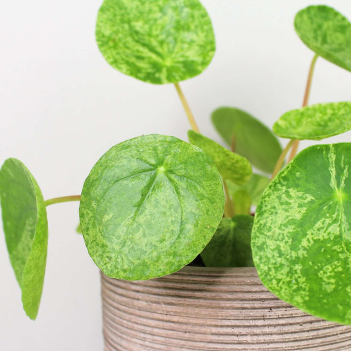 Pilea peperomoides mojito Foliage Dreams