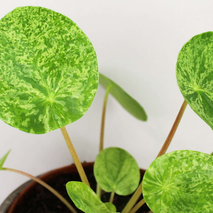 Pilea peperomoides mojito Foliage Dreams