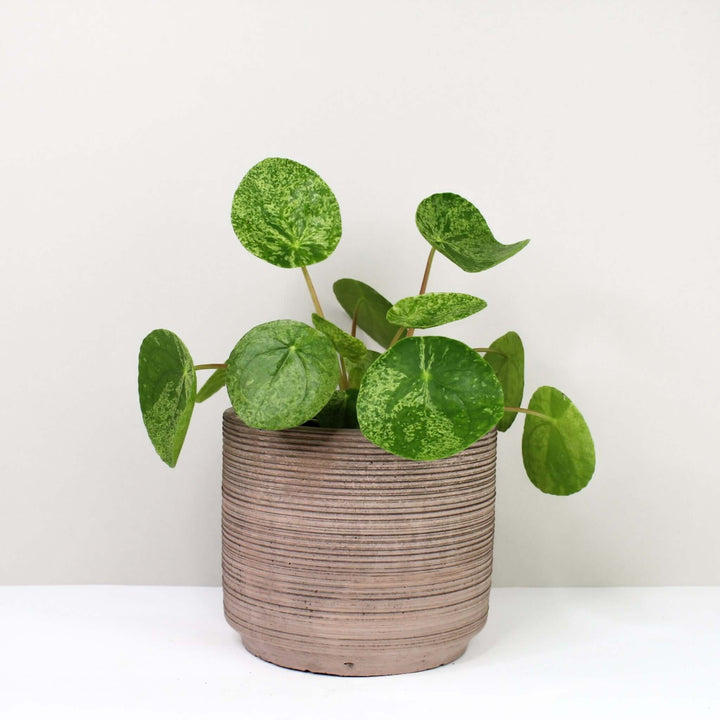 Pilea peperomoides mojito Foliage Dreams