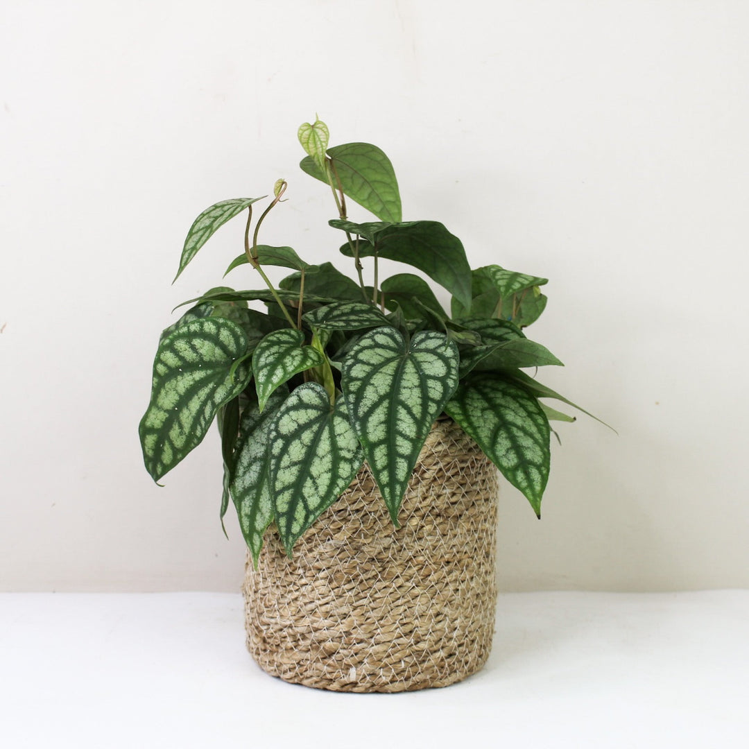 Piper Sylvaticum M / Korb creme Foliage Dreams